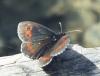 Erebia sp.
